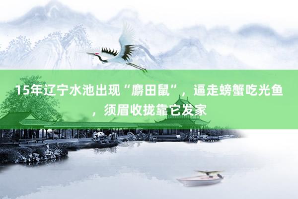 15年辽宁水池出现“麝田鼠”，逼走螃蟹吃光鱼，须眉收拢靠它发家